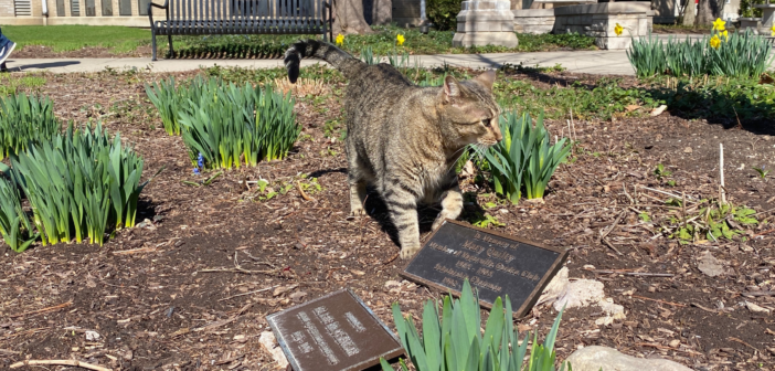 campus cat lucy