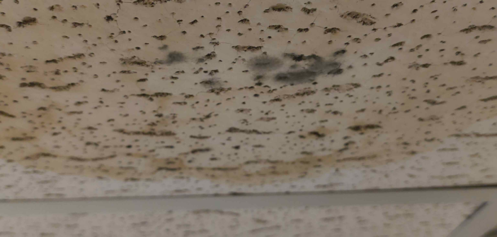 NCC finds a solution to mold in Kaufman